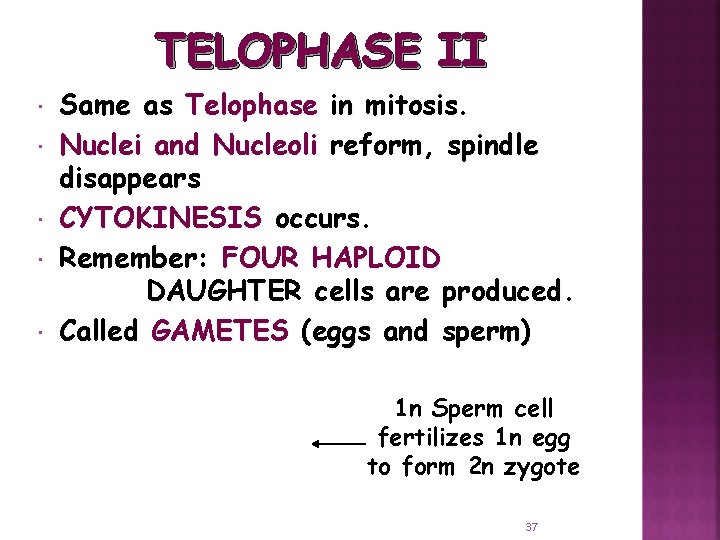 TELOPHASE II Same as Telophase in mitosis. Nuclei and Nucleoli reform, spindle disappears CYTOKINESIS