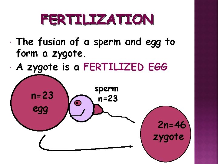 FERTILIZATION The fusion of a sperm and egg to form a zygote A zygote