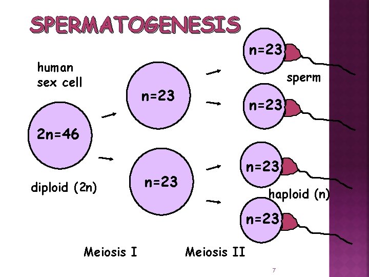 SPERMATOGENESIS human sex cell n=23 sperm n=23 2 n=46 diploid (2 n) n=23 haploid