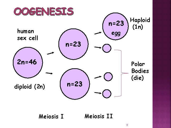 OOGENESIS Haploid (1 n) n=23 human sex cell egg n=23 2 n=46 diploid (2