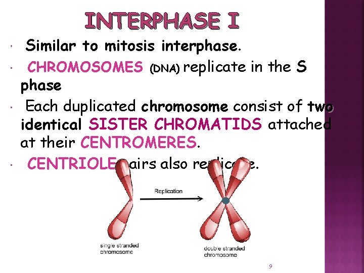 INTERPHASE I Similar to mitosis interphase. CHROMOSOMES (DNA) replicate in the S phase Each