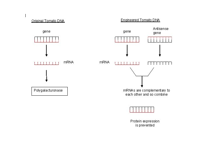Engineered Tomato DNA Original Tomato DNA gene m. RNA Polygalacturonase Antisense gene m. RNAs