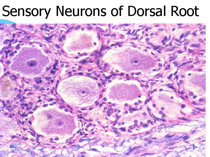 Sensory Neurons of Dorsal Root 