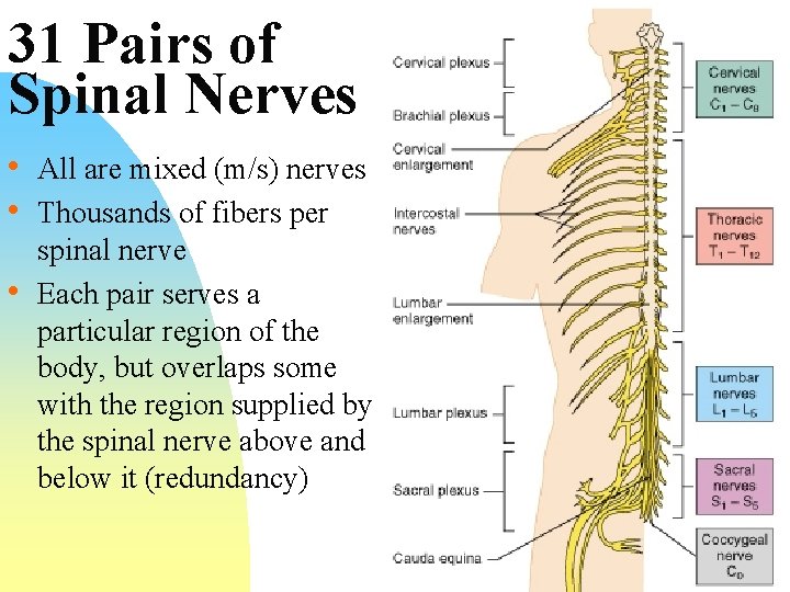 31 Pairs of Spinal Nerves • All are mixed (m/s) nerves • Thousands of