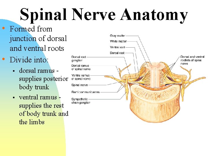 Spinal Nerve Anatomy • Formed from • junction of dorsal and ventral roots Divide