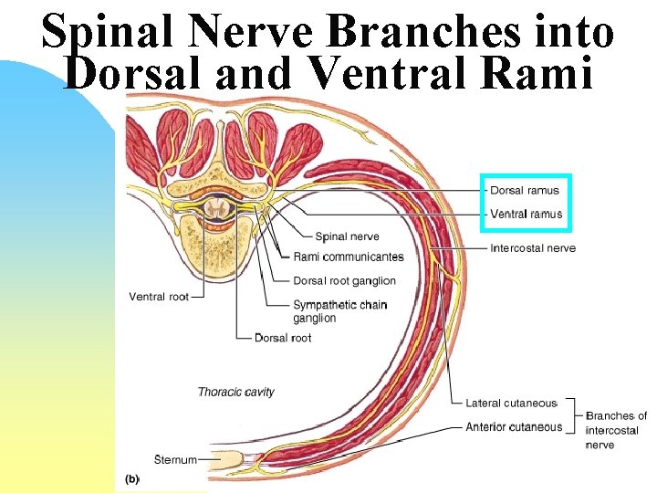 Spinal Nerve Branches into Dorsal and Ventral Rami 