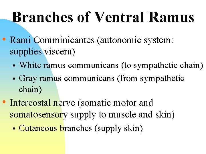 Branches of Ventral Ramus • Rami Comminicantes (autonomic system: supplies viscera) § § White