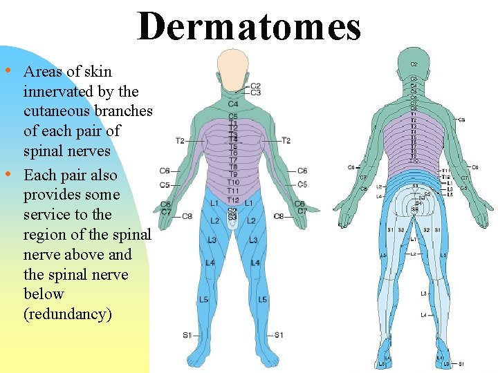 Dermatomes • Areas of skin • innervated by the cutaneous branches of each pair