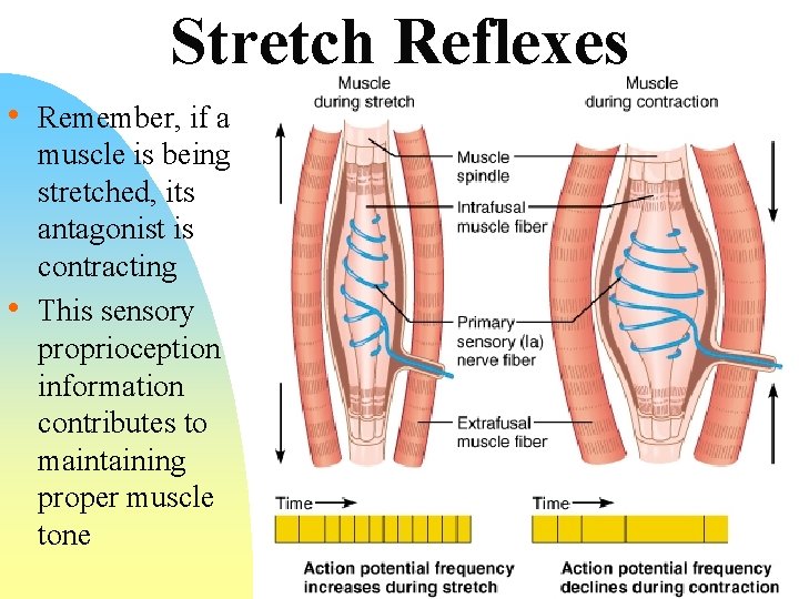 Stretch Reflexes • Remember, if a • muscle is being stretched, its antagonist is