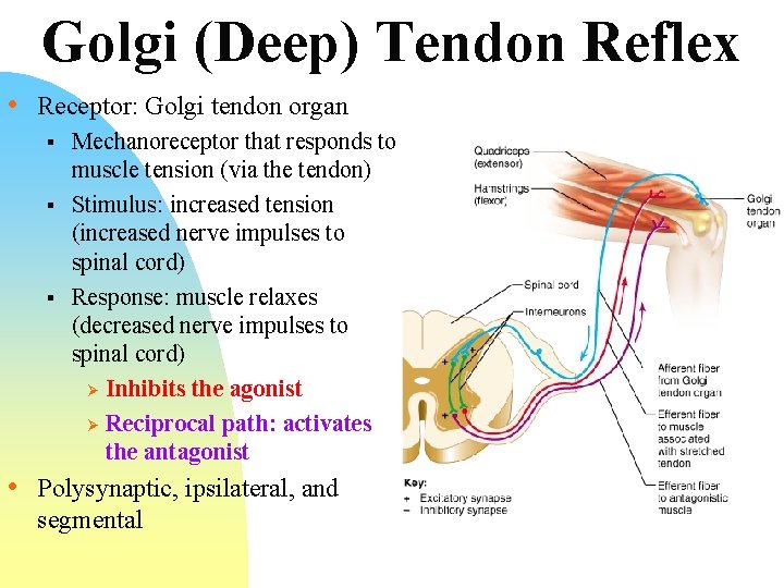 Golgi (Deep) Tendon Reflex • Receptor: Golgi tendon organ § § § Mechanoreceptor that