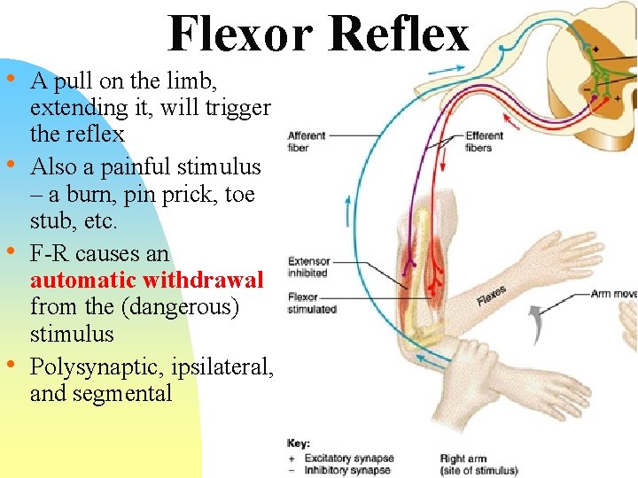 Flexor Reflex • A pull on the limb, • • • extending it, will