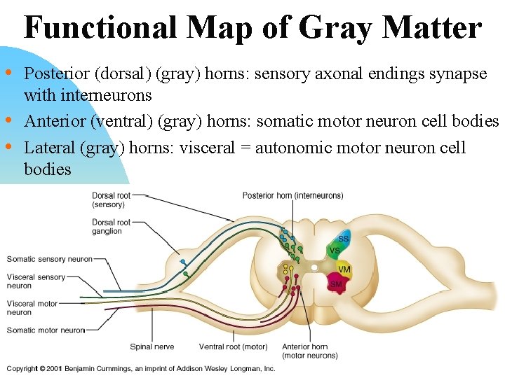 Functional Map of Gray Matter • Posterior (dorsal) (gray) horns: sensory axonal endings synapse