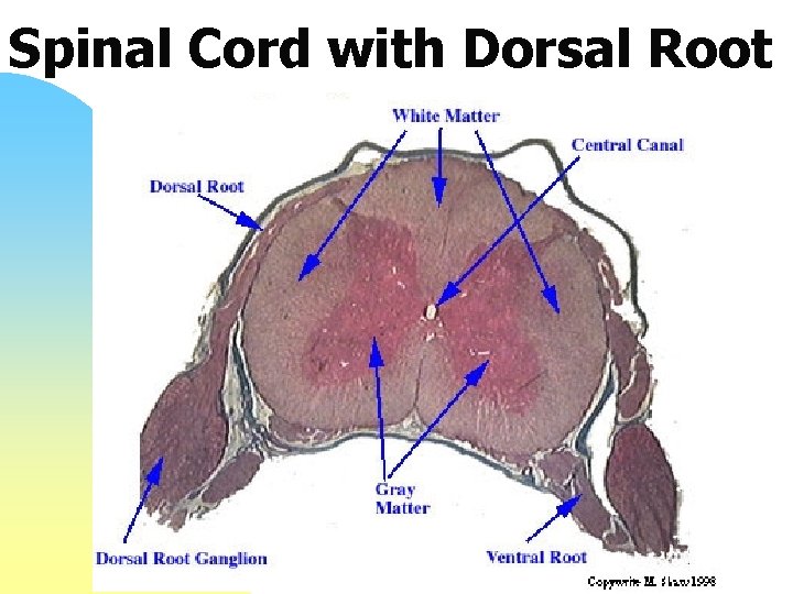 Spinal Cord with Dorsal Root 