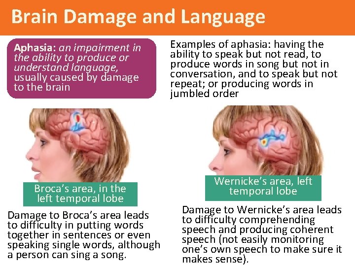 Brain Damage and Language Aphasia: an impairment in the ability to produce or understand