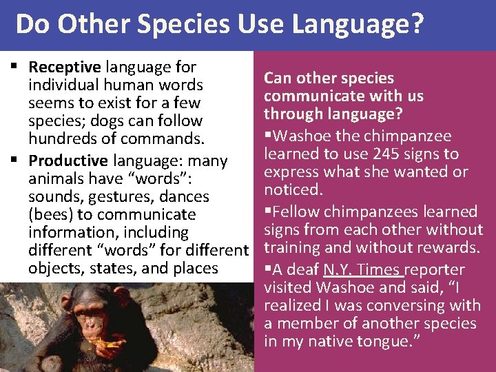 Do Other Species Use Language? § Receptive language for individual human words seems to