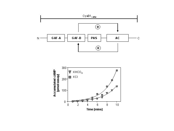 Cya. B 11 -859 + GAF-A GAF-B PAS AC + Accumulated c. AMP [pmol/assay]