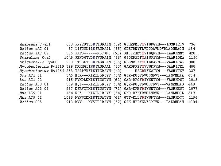 Anabaena Cya. B 1 638 Rattus s. AC C 1 87 Rattus s. AC