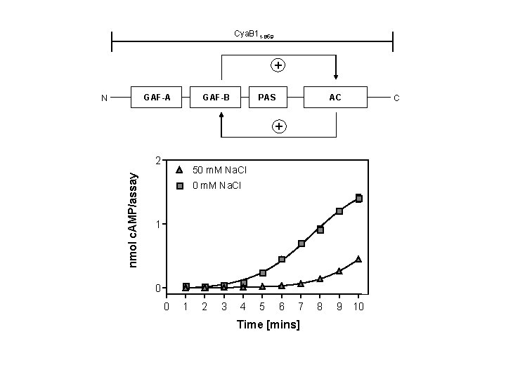 Cya. B 11 -859 + GAF-A N GAF-B PAS AC + nmol c. AMP/assay