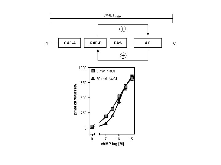 Cya. B 11 -859 + GAF-A GAF-B PAS AC + 1000 pmol c. AMP/assay