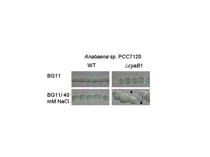 Anabaena sp. PCC 7120 WT BG 11/ 40 m. M Na. Cl cya. B