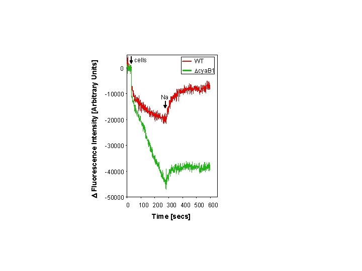  Fluorescence Intensity [Arbitrary Units] cells WT 0 cya. B 1 -10000 Na -20000