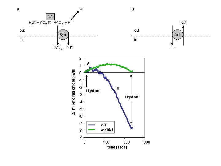 A B H+ CA H 2 O + CO 2 HCO 3 - +