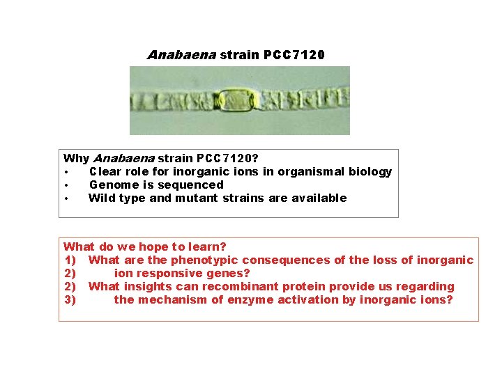 Anabaena strain PCC 7120 Why Anabaena strain PCC 7120? • Clear role for inorganic