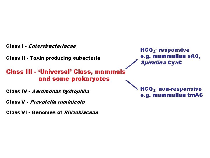 Class I - Enterobacteriacae Class II - Toxin producing eubacteria HCO 3 - responsive