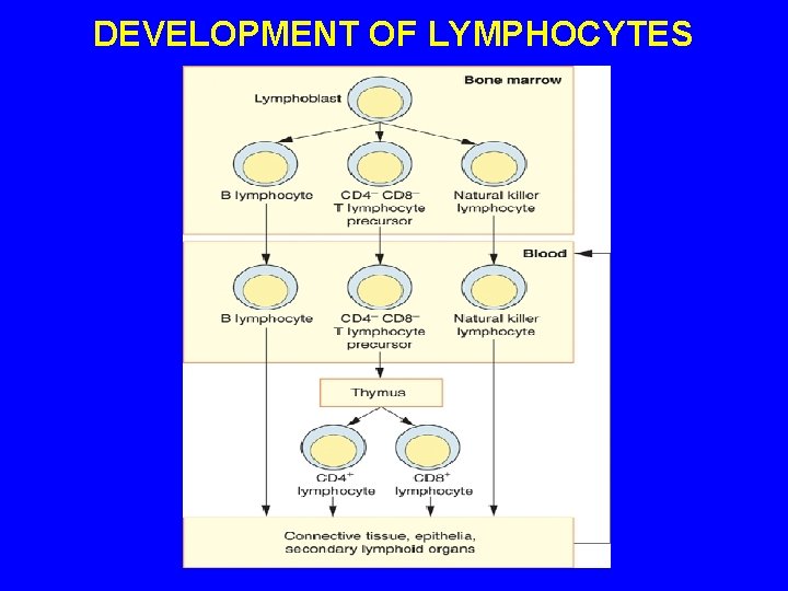 DEVELOPMENT OF LYMPHOCYTES 