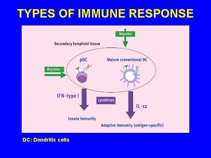 TYPES OF IMMUNE RESPONSE DC: Dendritic cells 