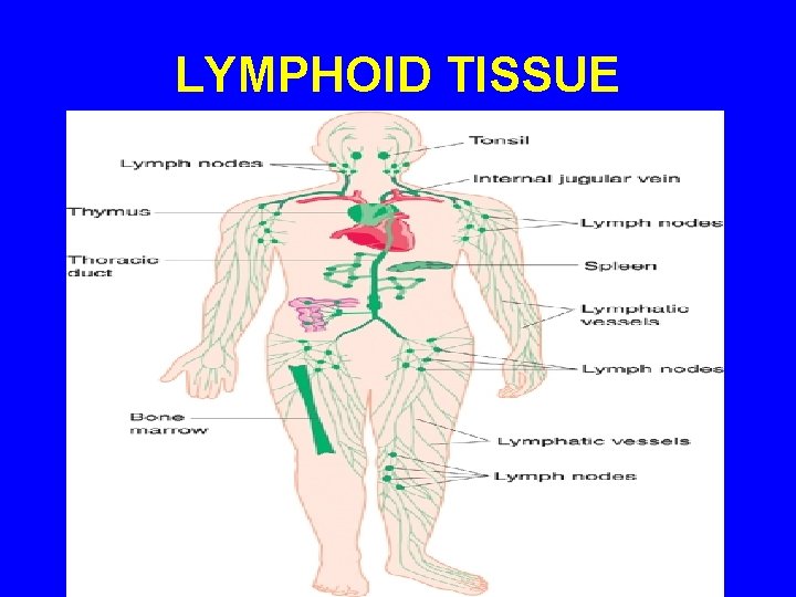 LYMPHOID TISSUE 