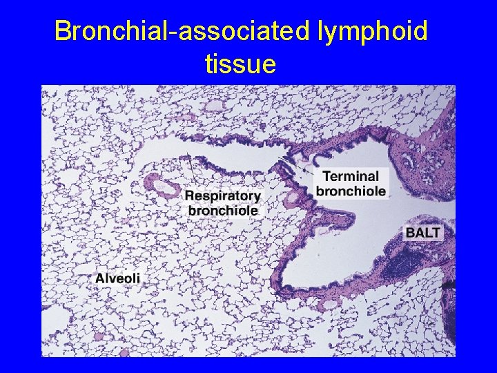 Bronchial-associated lymphoid tissue 