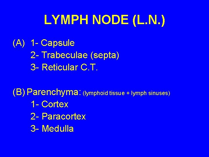 LYMPH NODE (L. N. ) (A) 1 - Capsule 2 - Trabeculae (septa) 3