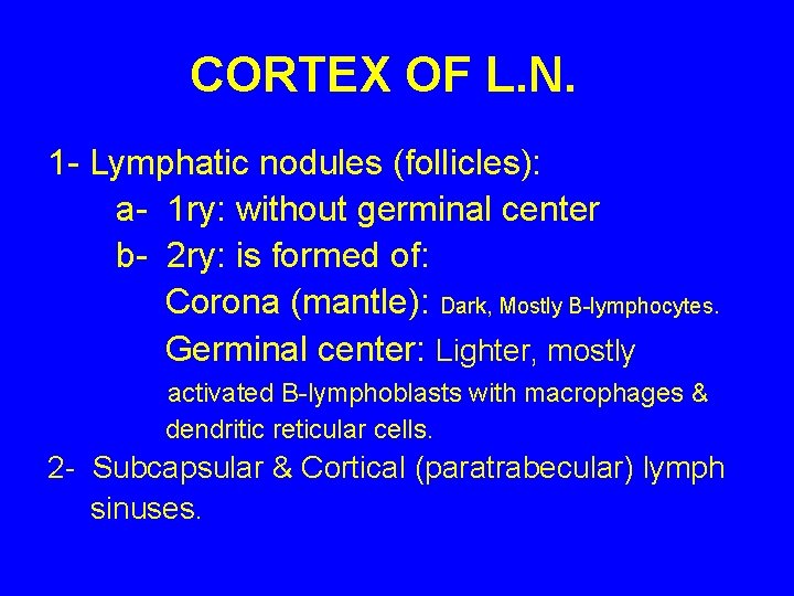 CORTEX OF L. N. 1 - Lymphatic nodules (follicles): a- 1 ry: without germinal
