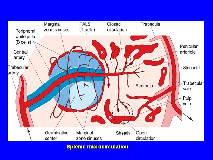 Splenic microcirculation 