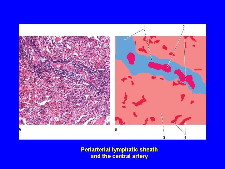 Periarterial lymphatic sheath and the central artery 