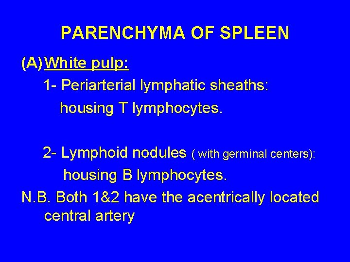 PARENCHYMA OF SPLEEN (A) White pulp: 1 - Periarterial lymphatic sheaths: housing T lymphocytes.