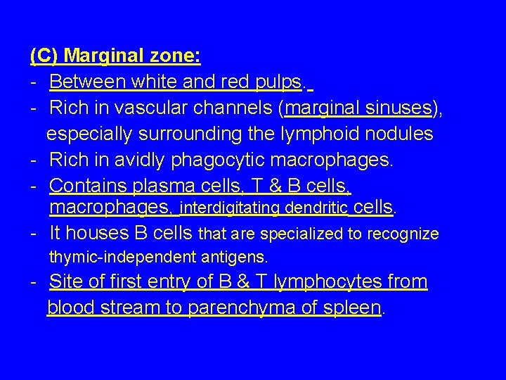 (C) Marginal zone: - Between white and red pulps. - Rich in vascular channels