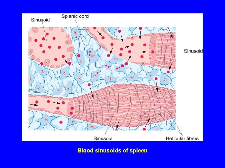 Blood sinusoids of spleen 