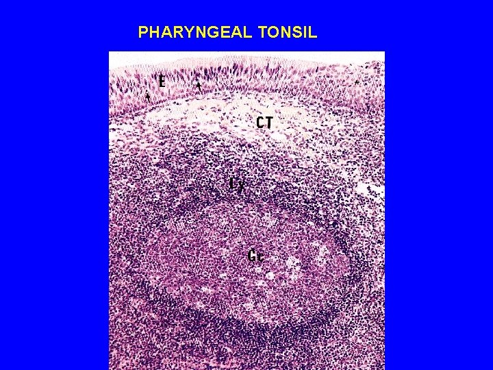 PHARYNGEAL TONSIL 