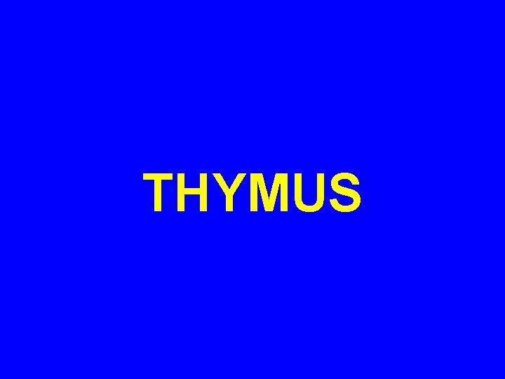 THYMUS 