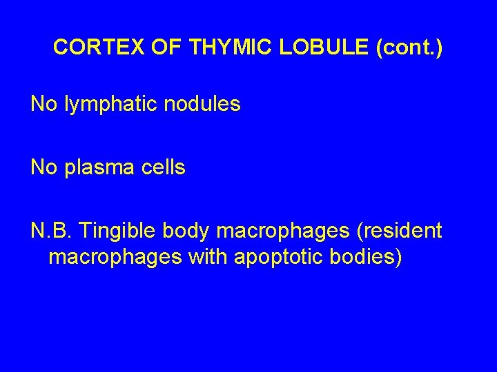 CORTEX OF THYMIC LOBULE (cont. ) No lymphatic nodules No plasma cells N. B.