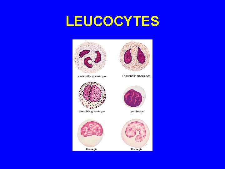 LEUCOCYTES 