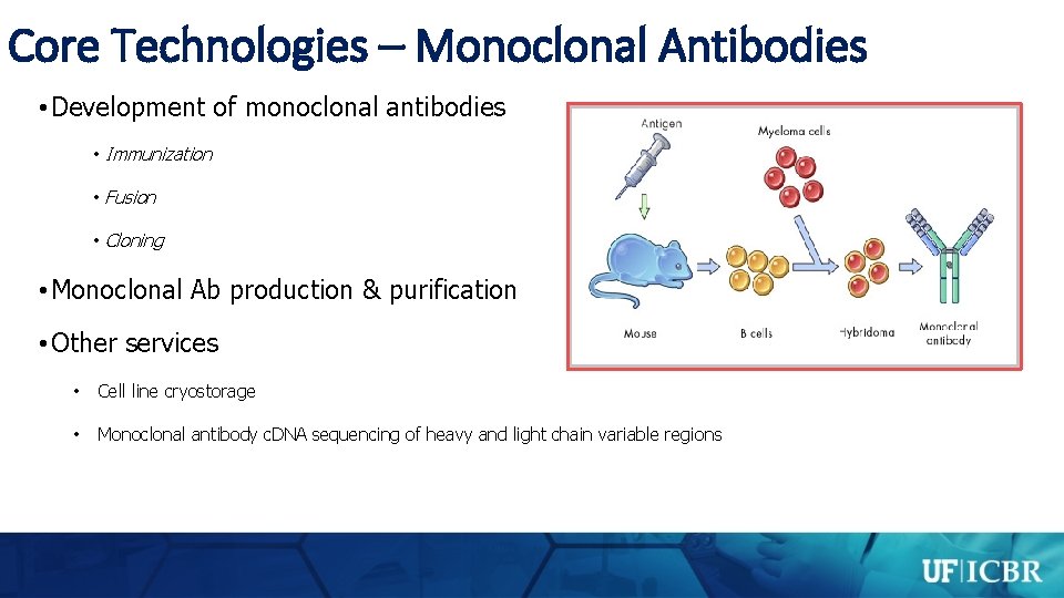 Core Technologies – Monoclonal Antibodies • Development of monoclonal antibodies • Immunization • Fusion