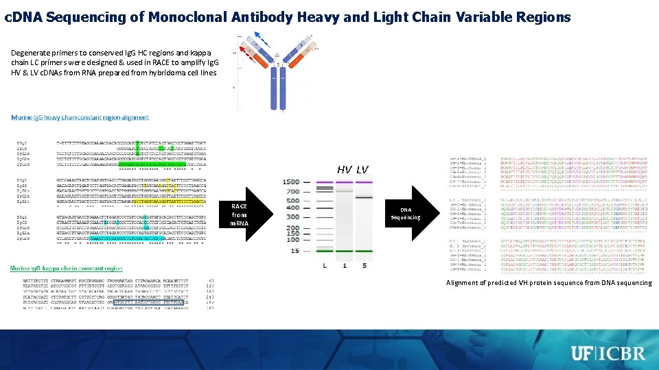 c. DNA Sequencing of Monoclonal Antibody Heavy and Light Chain Variable Regions Degenerate primers