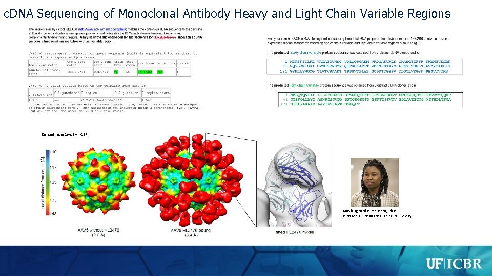 c. DNA Sequencing of Monoclonal Antibody Heavy and Light Chain Variable Regions Derived from