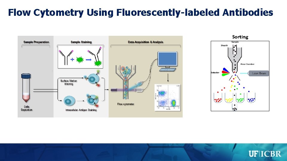 Flow Cytometry Using Fluorescently-labeled Antibodies Sorting 