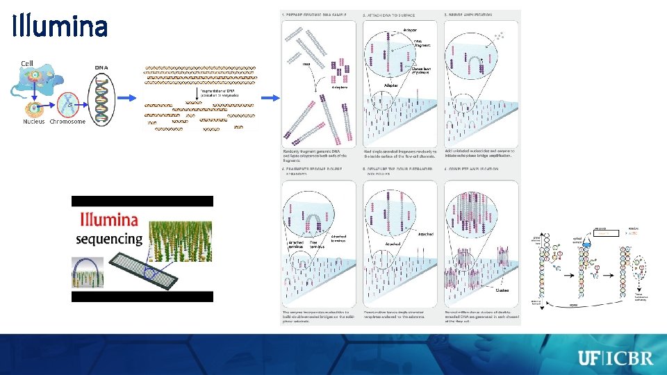 Illumina 