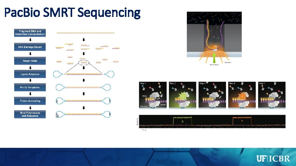 Pac. Bio SMRT Sequencing 