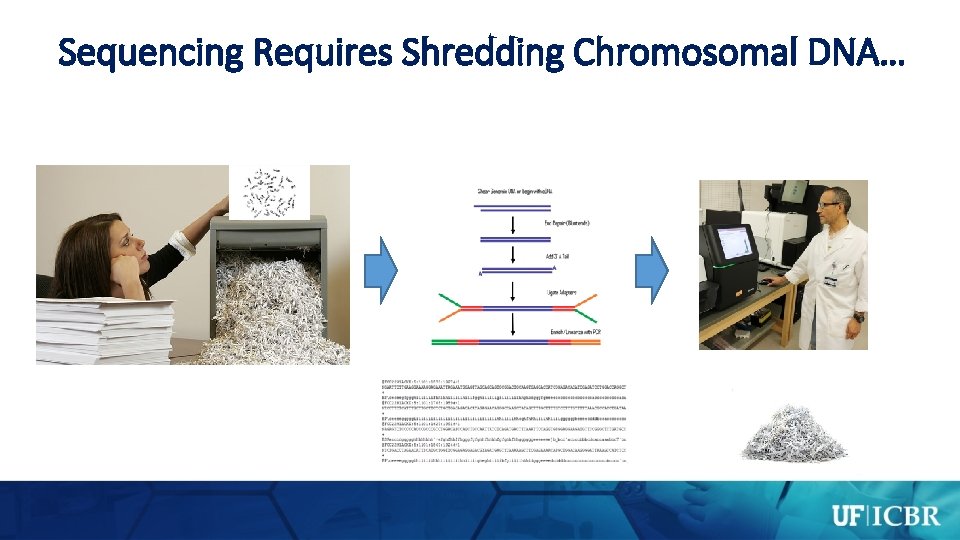Sequencing Requires Shredding Chromosomal DNA… 
